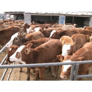 南阳肉牛养殖场 山区畜牧养殖的绿色路径与产业突围