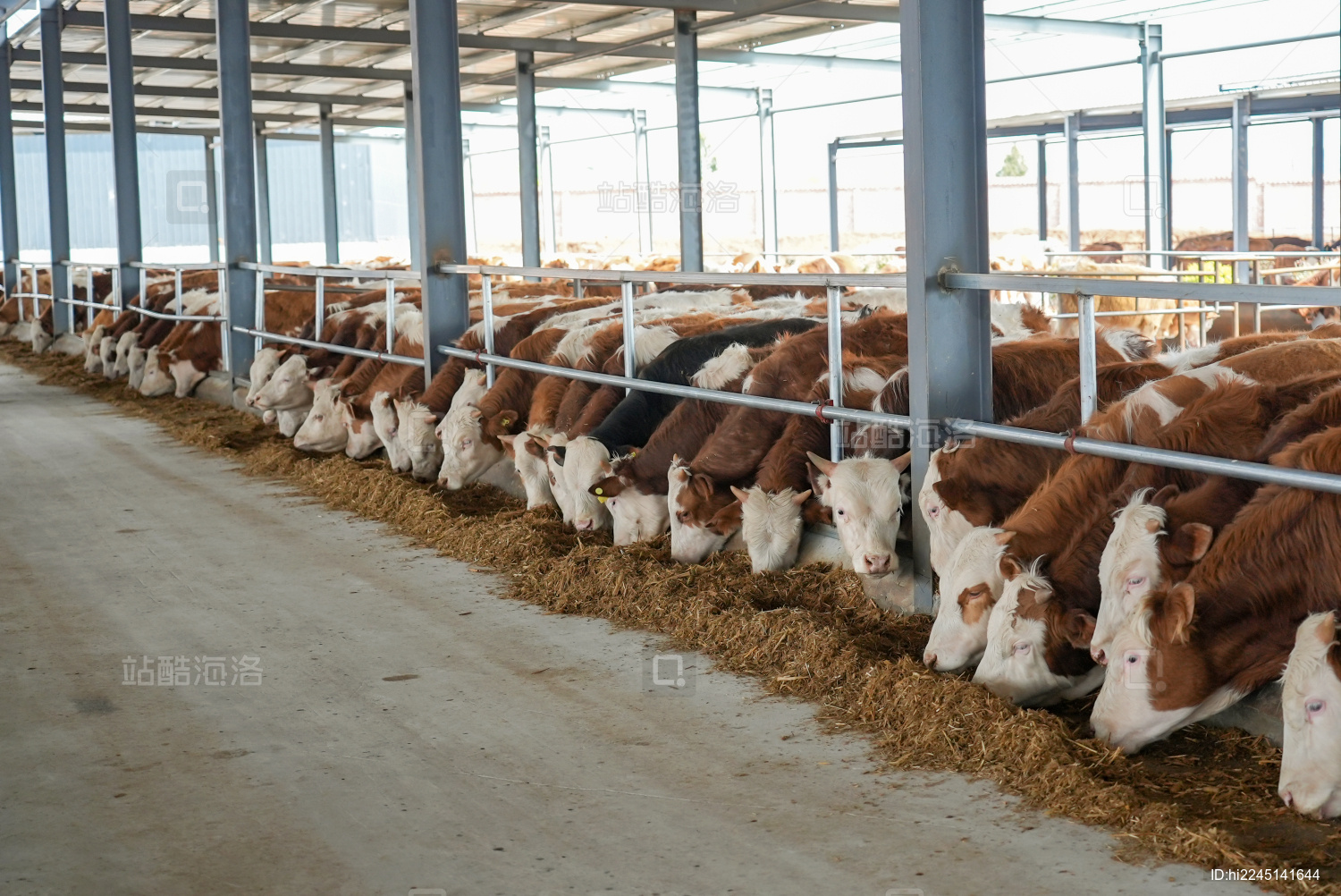现代农场肉牛养殖 科技赋能下的畜牧业新篇章