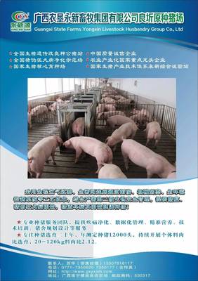中央财政230亿力挺农业规模经营，生猪迈进全国质量安全追溯新篇章